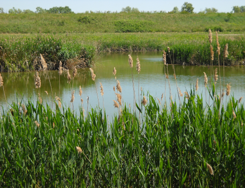 Come quest'estate l'irrigazione ha salvato anche la biodiversità in pianura